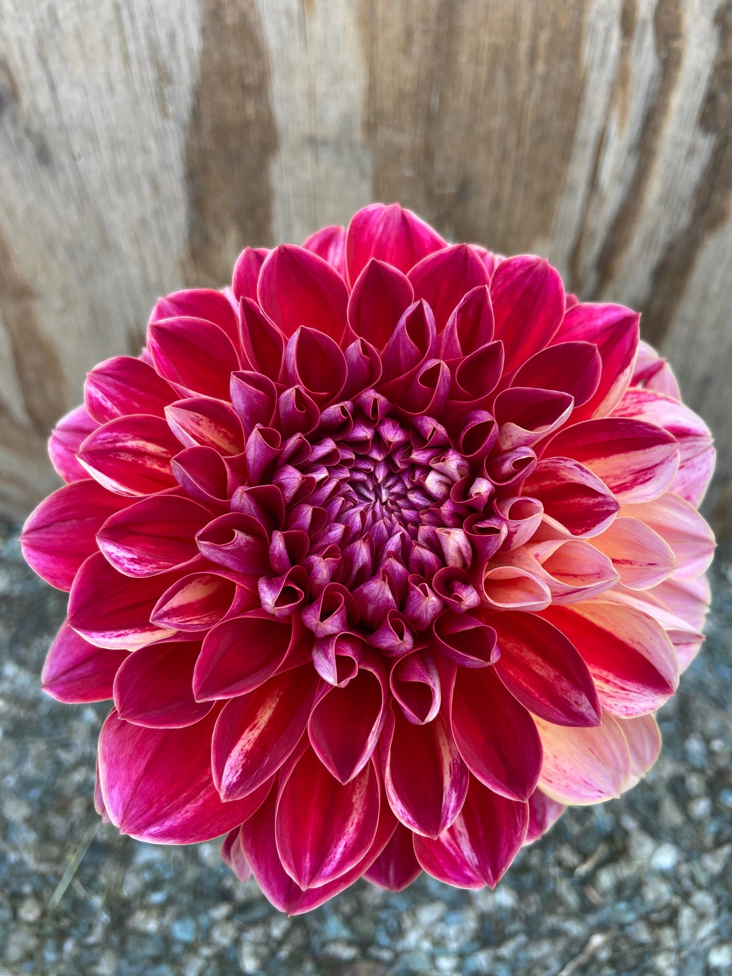 Stellar Tuber Producer Bundle