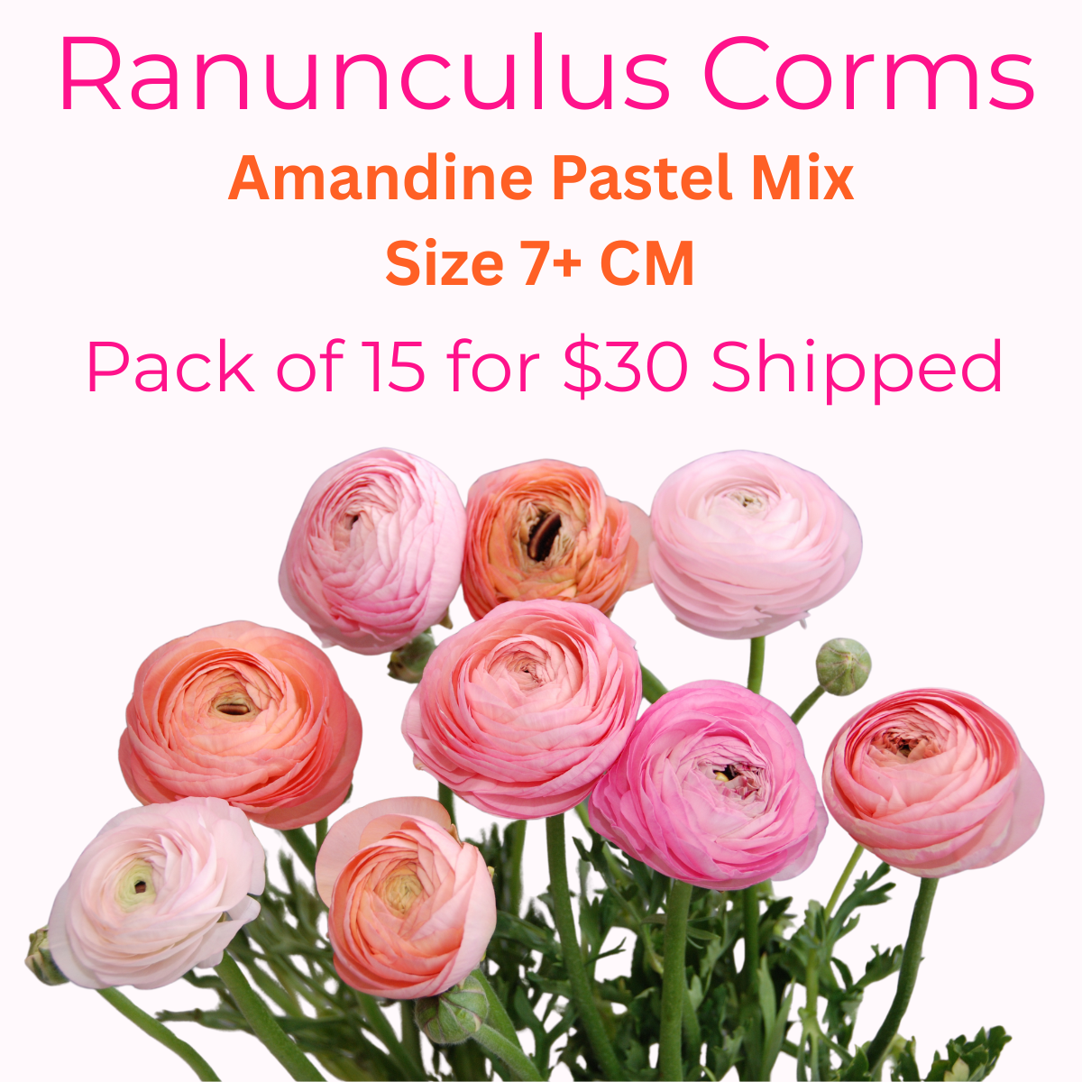 Ranunculus Corms - Amandine Pastel Mix Bag