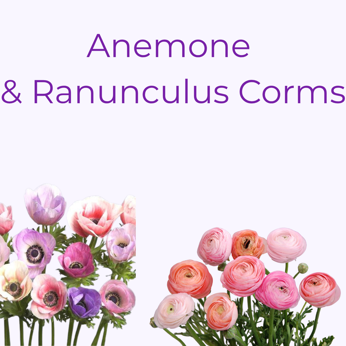 Ranunculus & Anenomes