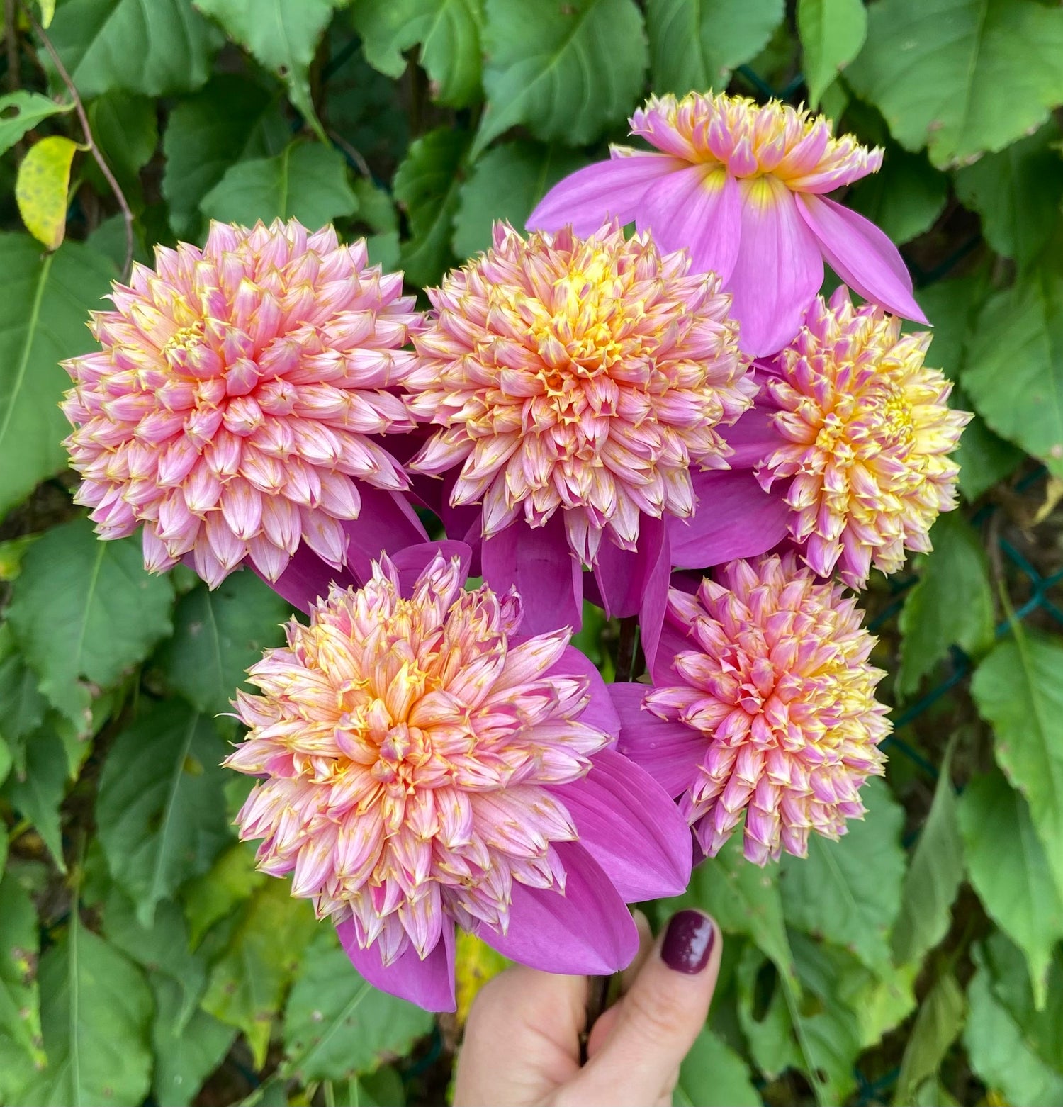 Dahlias