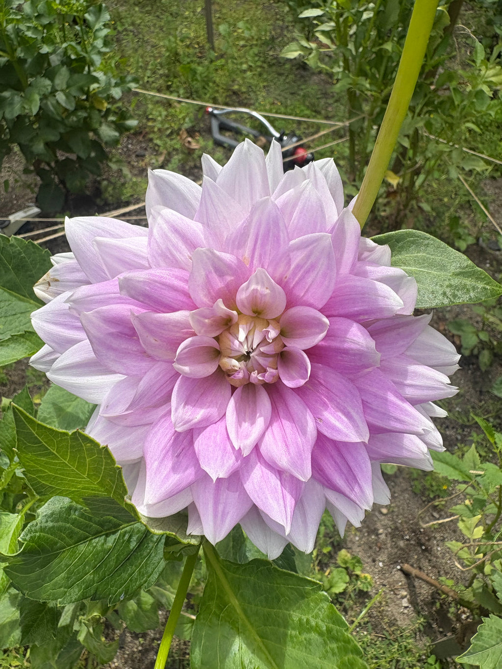 Lavender Haze Parade