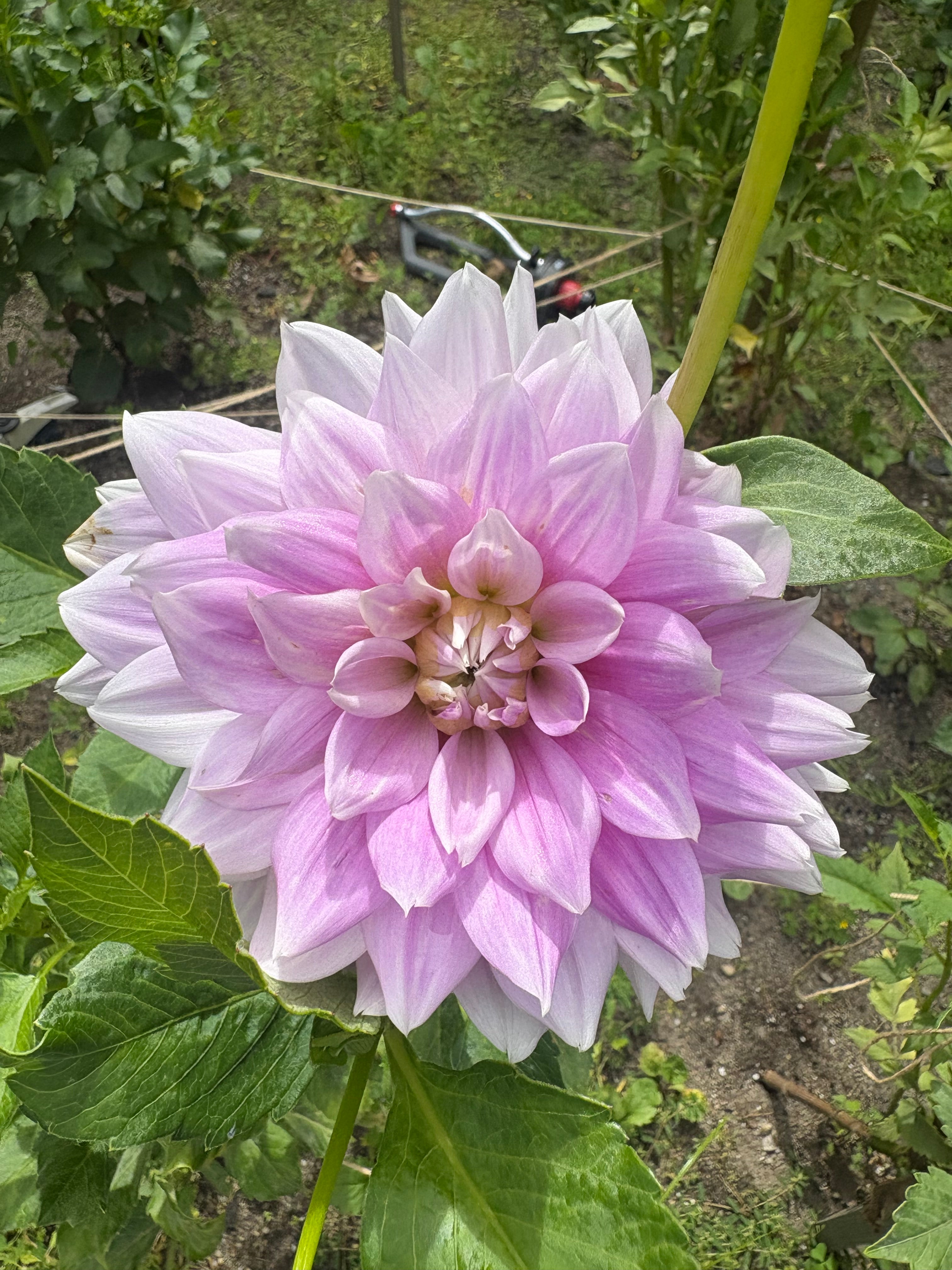 Lavender Haze Parade