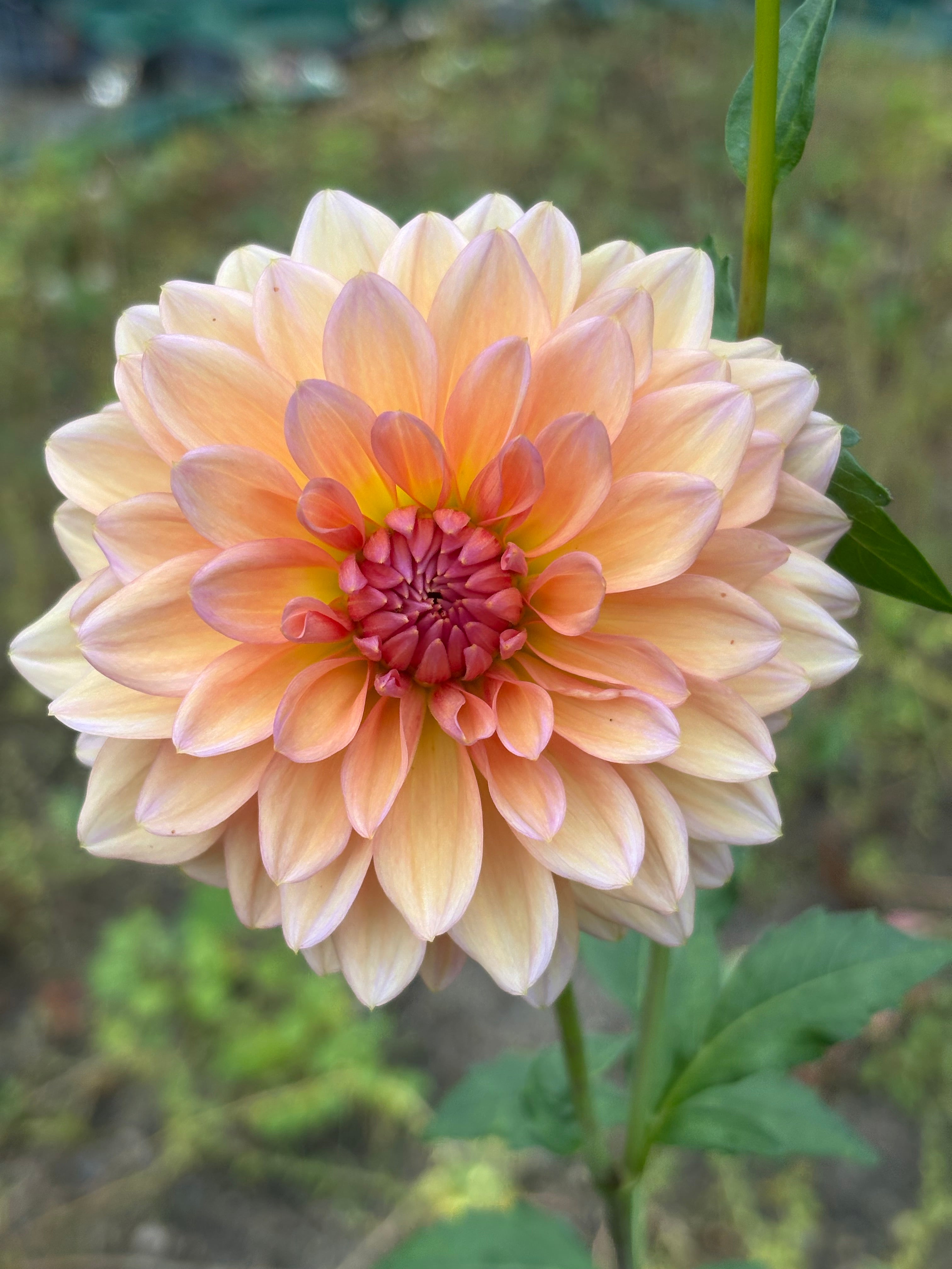 Peach Parade