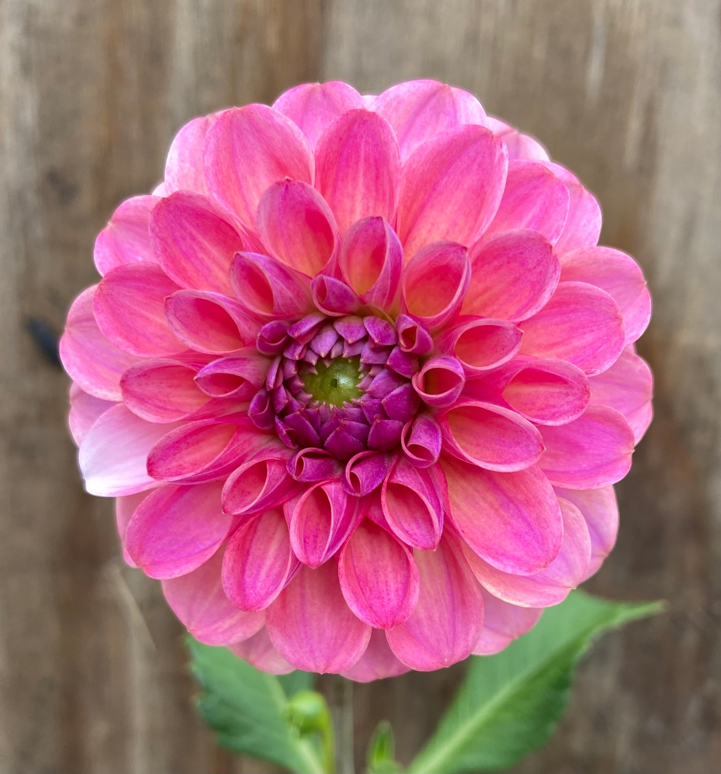 Stellar Tuber Producer Bundle