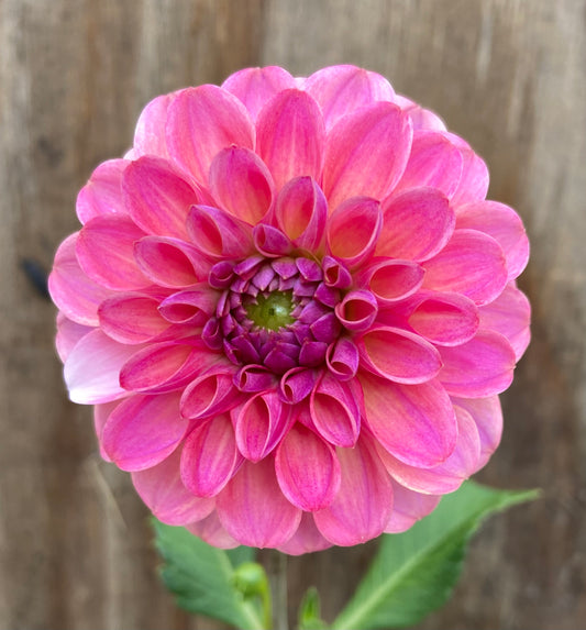 Affordable Beauties!