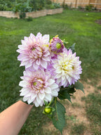 Lavender Haze Parade