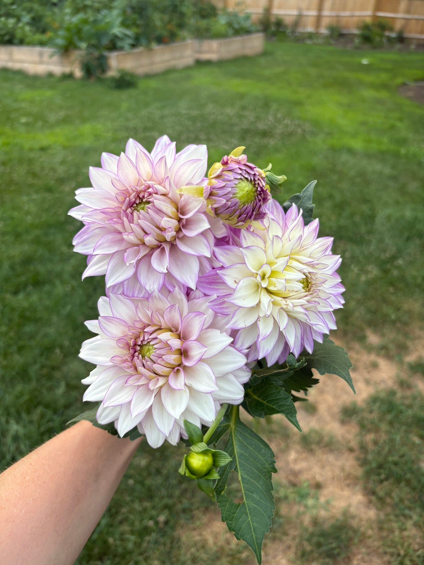 Lavender Haze Parade