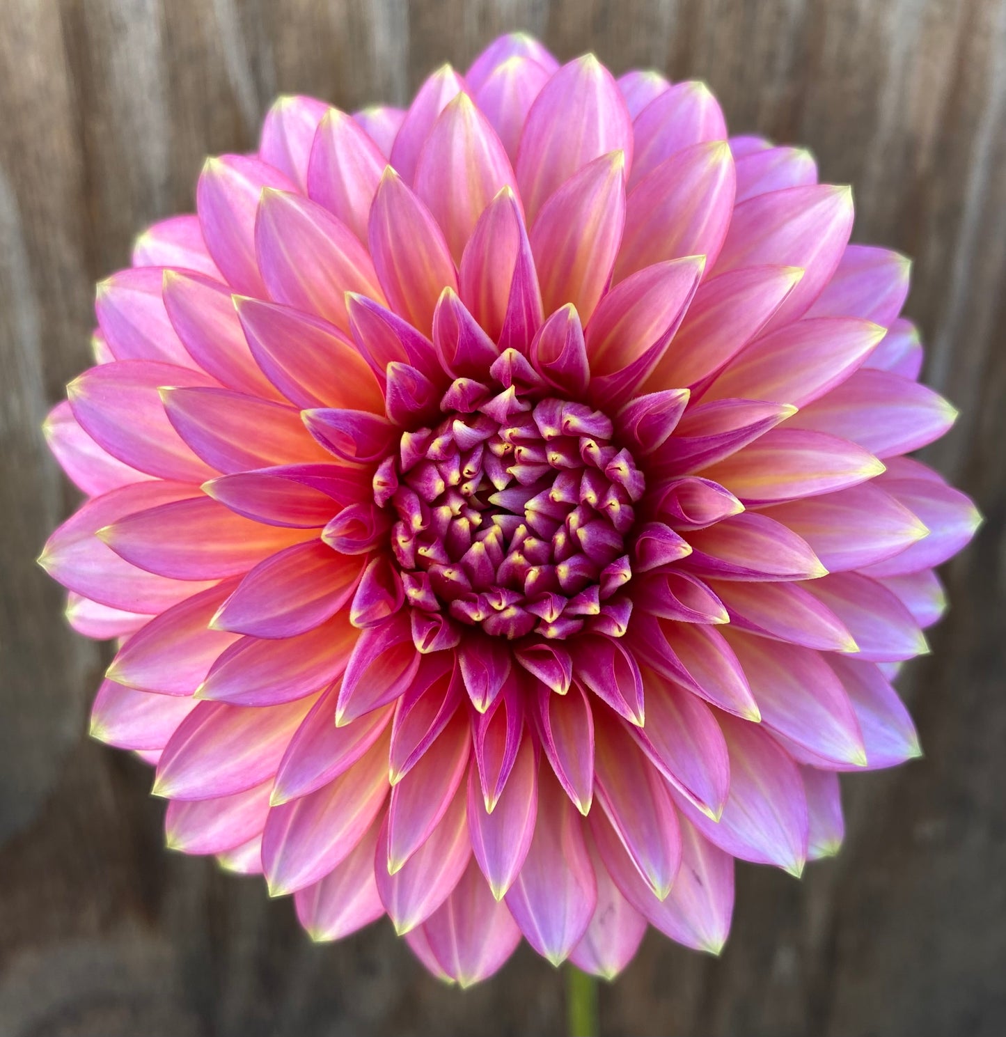 Affordable Beauties!