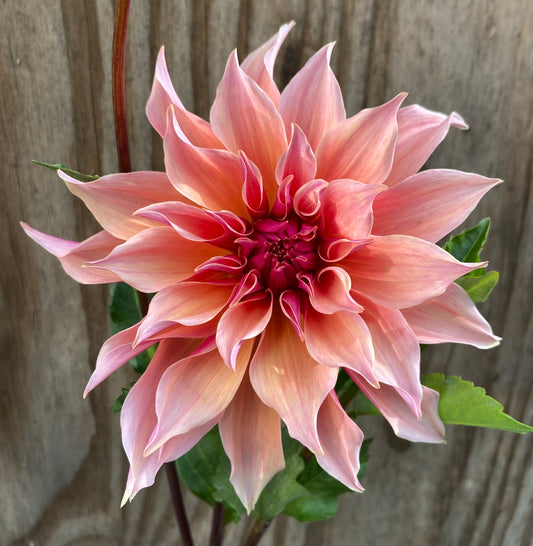 Stellar Tuber Producer Bundle