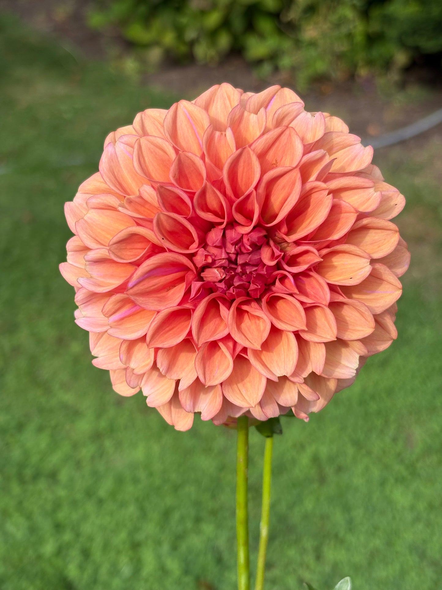 Affordable Beauties!