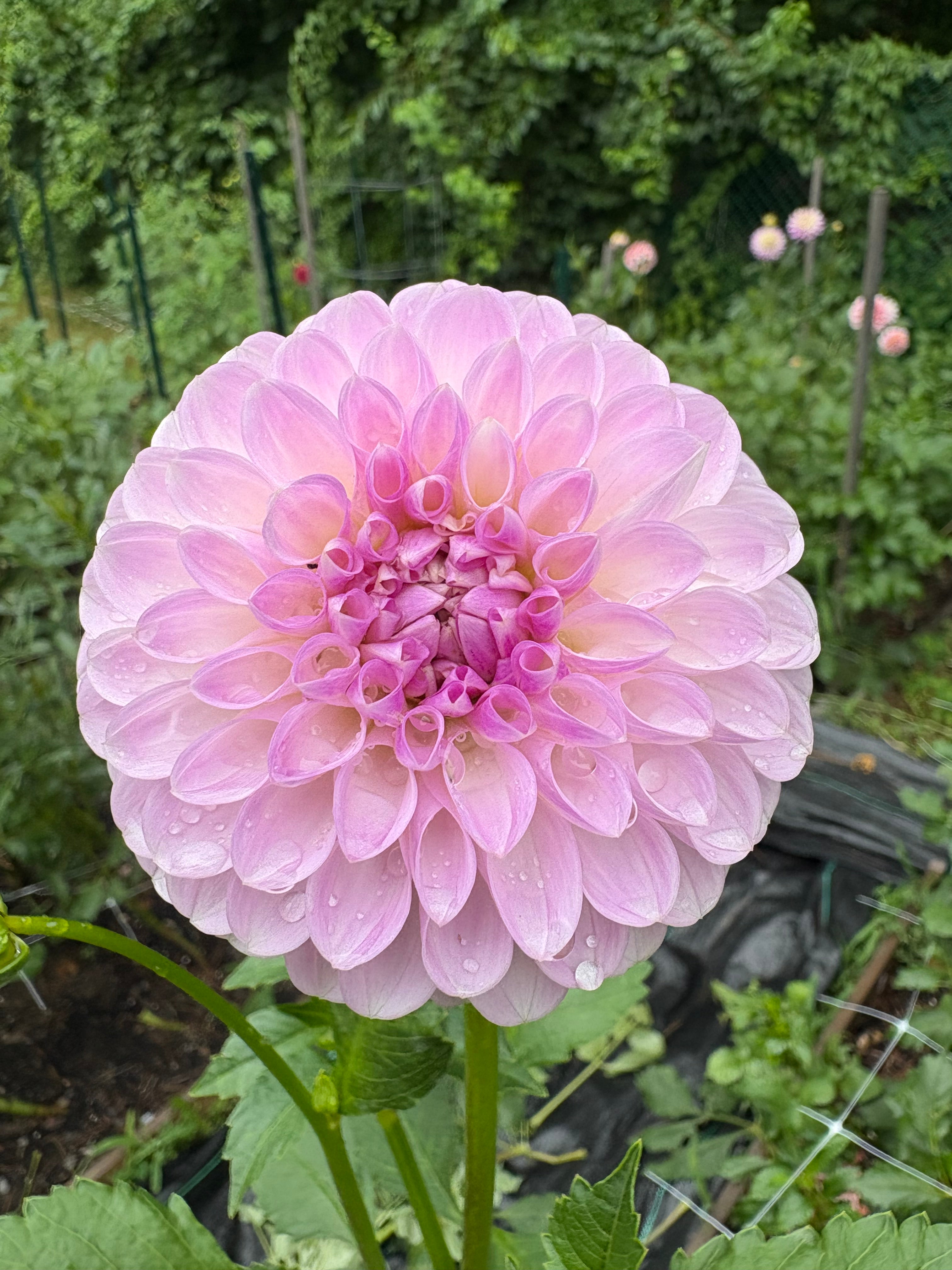 Lavender Haze Parade