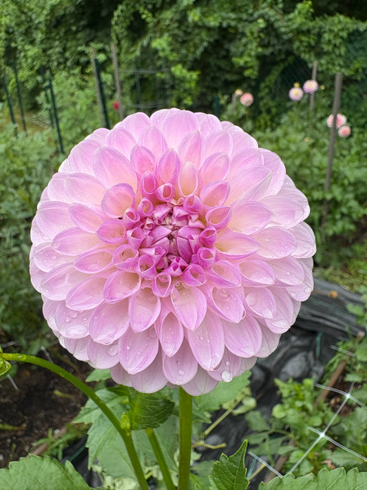 Lavender Haze Parade