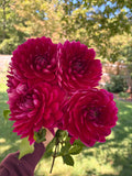 Hollyhill Pandora