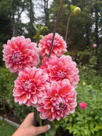 Vian 2 Tango