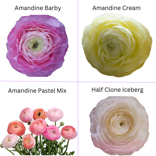 Ranunculus Corm Mixed Bag