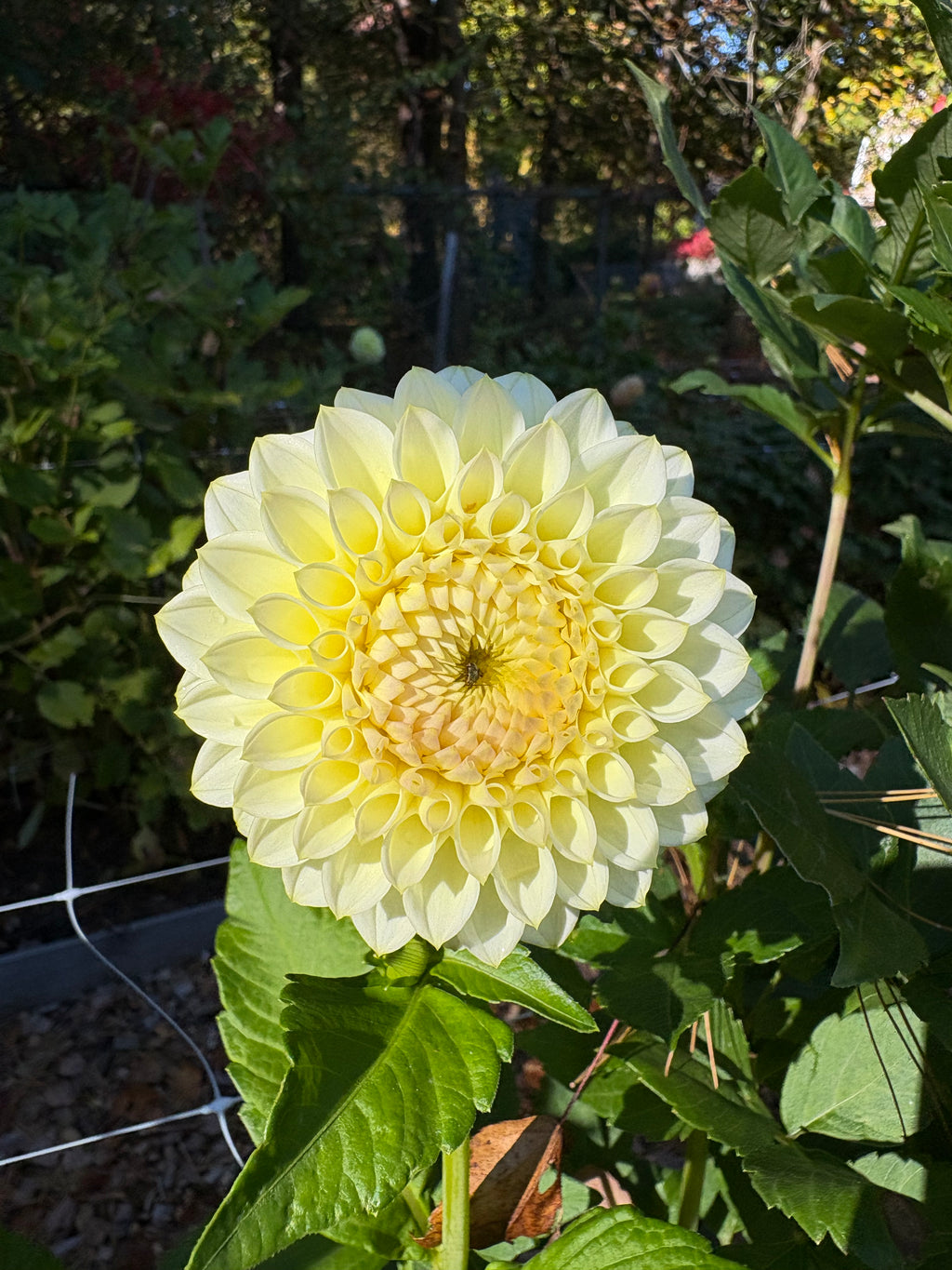 Cream Diane