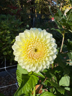 Cream Diane