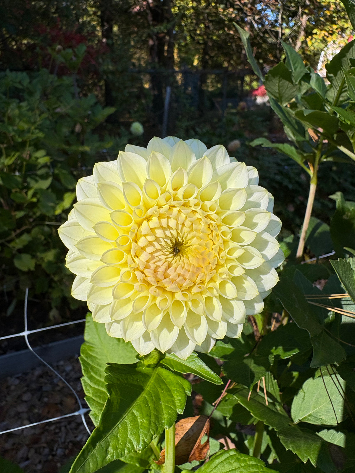 Cream Diane