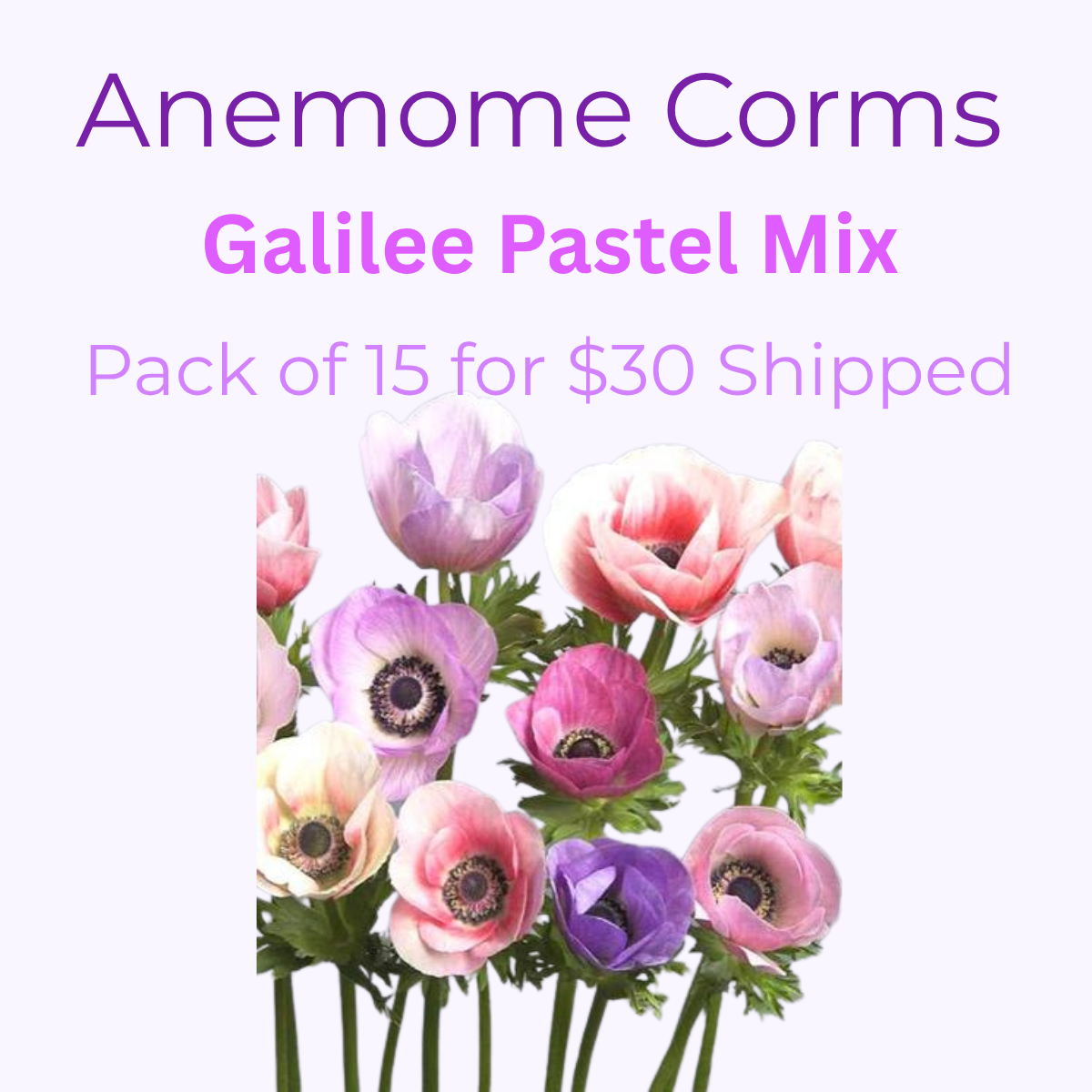 Anemone Corms - Galilee Pastel Mix Bag (Copy)