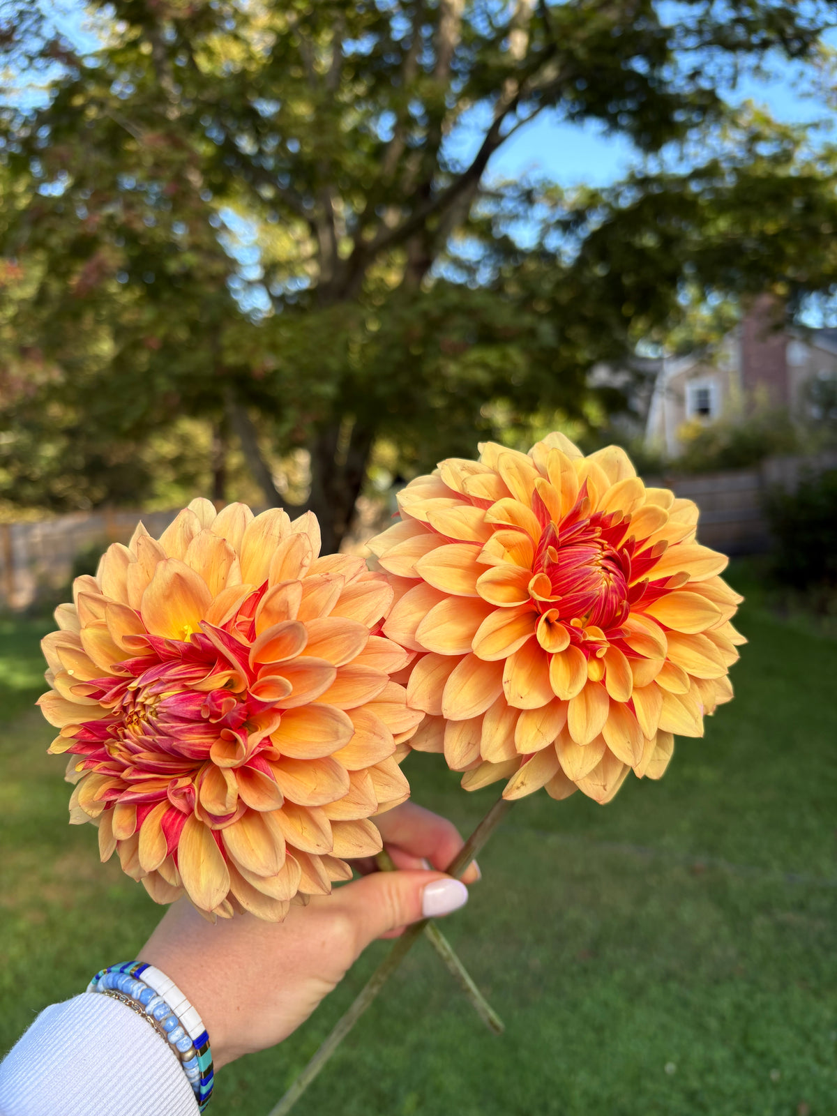 Dahlia Cult Summer Solstice