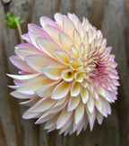 Bloomquist Blush