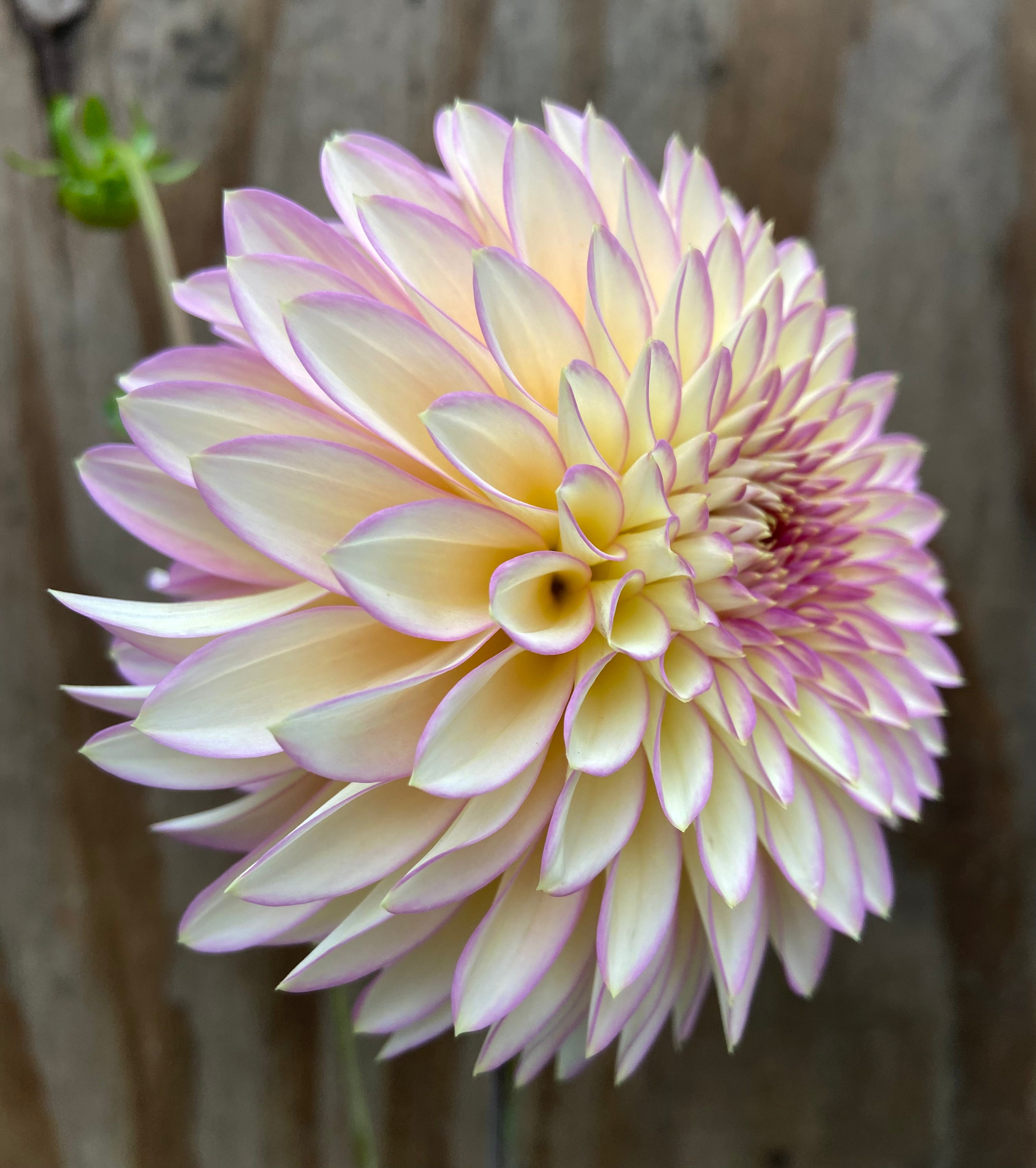 Bloomquist Blush